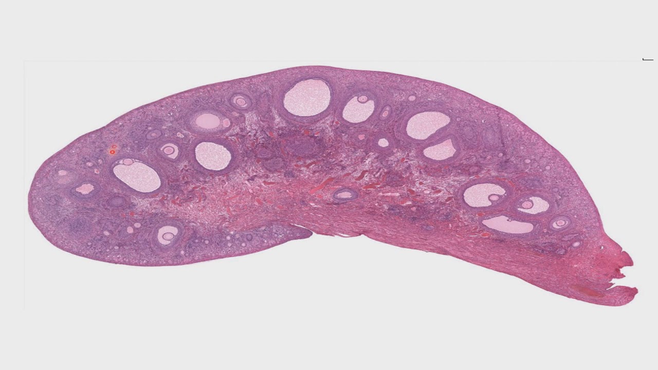 Histologia del sistema reproductor femenino CAPÍTULO 19