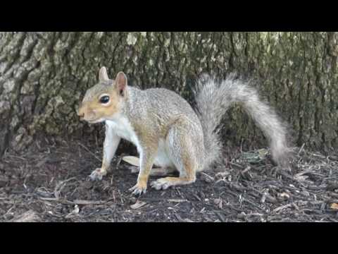 nature in my backyard episode 239 (HD)