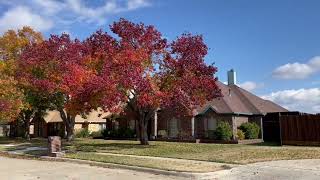 The Best Trees for Colorful Fall Foliage in North Texas