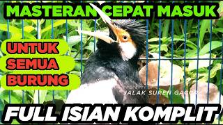 Download lagu Burung Jalak Suren Di Alam Liar Gacor Full Isian Suara Unik Kreasi Mewah mantap mp3