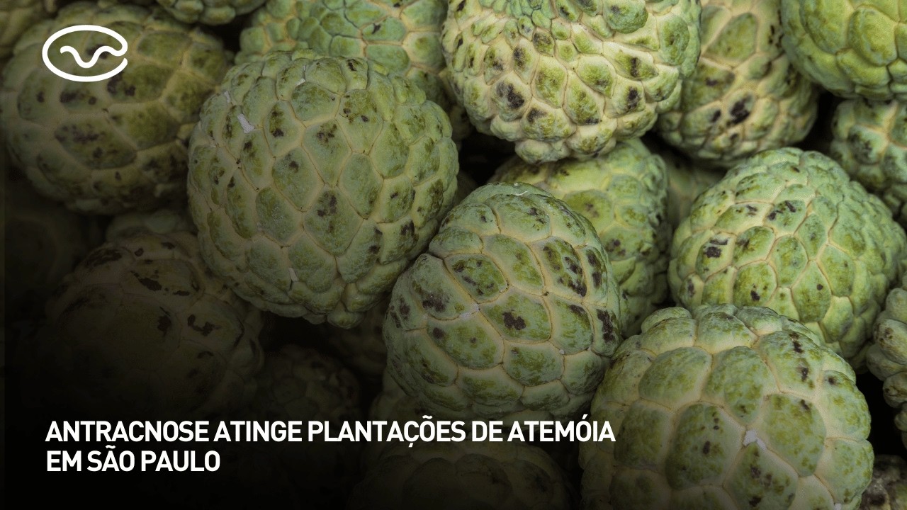 Antracnose atinge plantações de atemóia em São Paulo