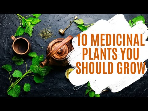 10 Medicinal Plants You Should Grow at Home | Urban Garden Republic