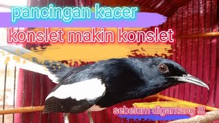 Download lagu kacer bait before the competition.... mp3