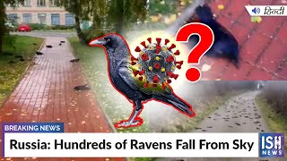 Russia: Hundreds of Ravens Fall From Sky