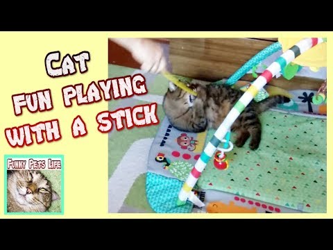 Cat's favorite toy. Cat plays with a wand. The cat is playing like a kitten.