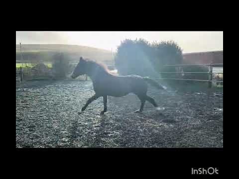 Quality ISH Colt - Vivant X Sligo Candy Boy - Image 2