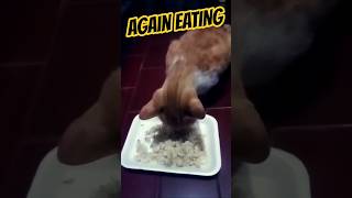 Download lagu LAGU LUCU 'MAKAN LAGI' GUYS #animalshorts #cat #comedy #gudanggokil #ngakak #kucingimut #song #funny mp3