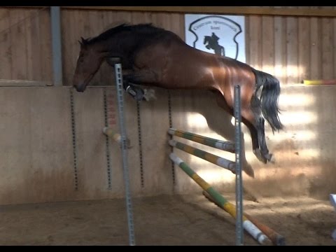 JUMPER FOR SALE: Conwal, 2011, Conway II x Calato, free jumping 03 16
