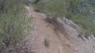 NEW BROWNIES -  FIRST LIMP DOWN