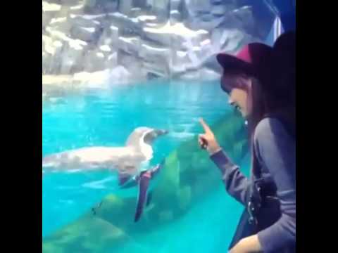 141110 Yoongstagram (Yoonjo playing with Penguin)