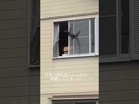 ヘビを適切に飼い、世話し、世話をする