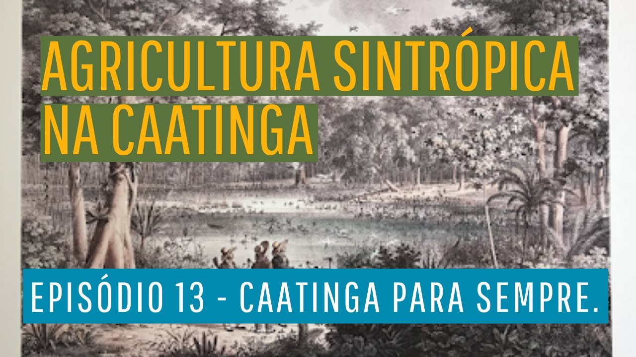 Agricultura sintrópica na Caatinga. Episódio 13 - Caatinga para sempre.