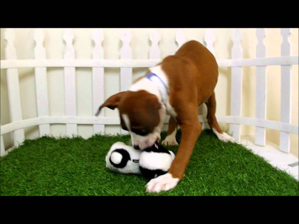 Watch video Boxer Puppies For Sale San Diego Puppy Now Boxer Puppies For Sale San Diego Puppy