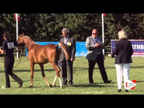 N.86 AMAN SCAH - Ströhen 2015 B-Show - Yearling Colts (Class D)