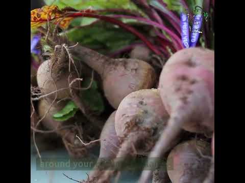 Companion planting with cucumbers: What to plant next to cucumbers