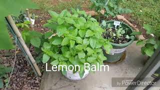 Growing Lemon Balm In Containers