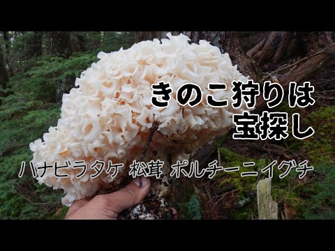 9月に集めるべき秋の食用キノコ シーザーカーネルオレンジトゥルー