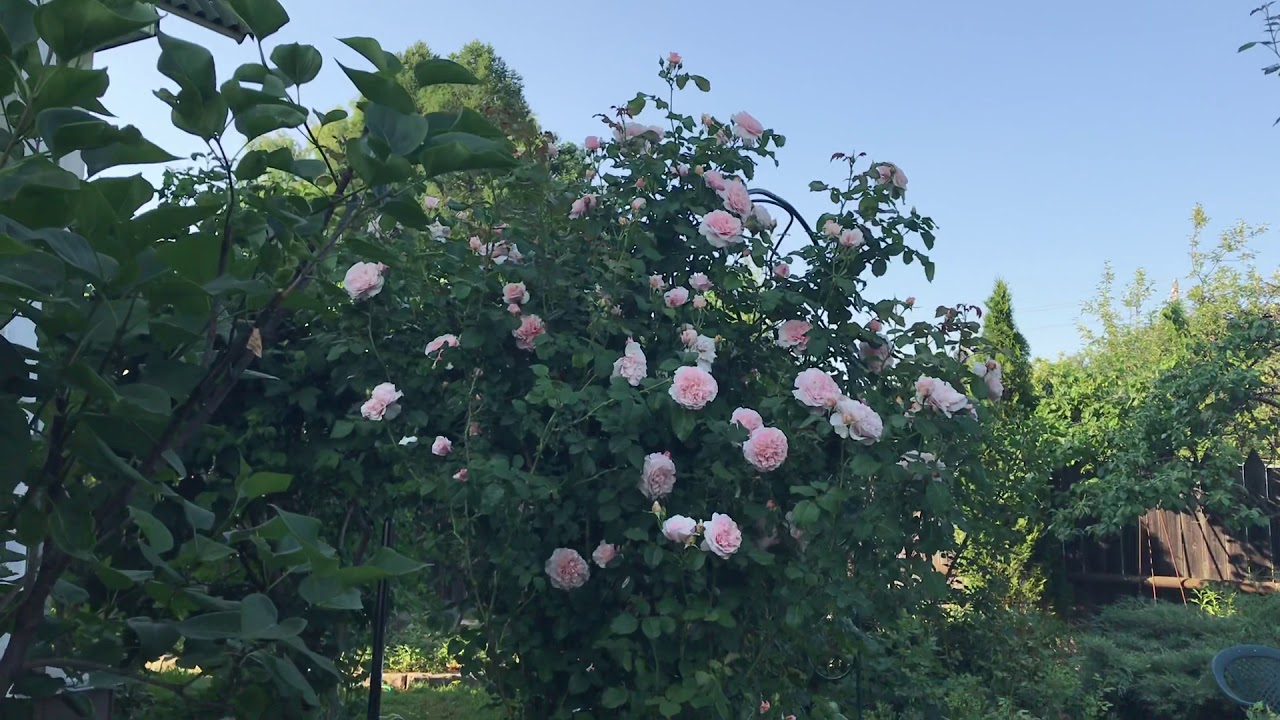 Rose de Tolbiac, Kordes , 1998