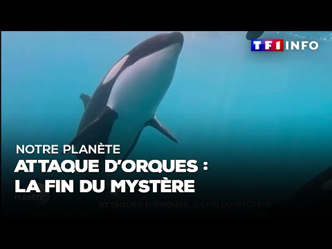 Attaque d'orques : la fin du mystère