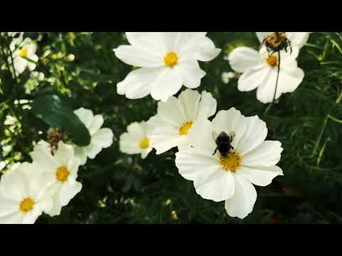 Suden tuutu, Wolf’s Lullaby (Offial Music Video) - Maria Kalaniemi & Eero Grundström