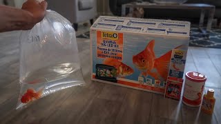Goldfish