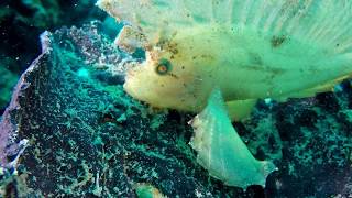 preview picture of video 'Lembeh strait (Indonesia) Muck diving: “Slow Motion”, a GoPro video including Hairy Frogfish'