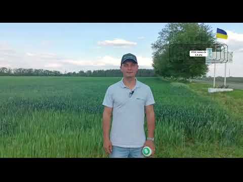 ГРОС Аміно-Zn - антистресант з вмістом L-α-амінокислот