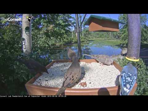Blue Jay Photobombs, Loads Up On Seeds