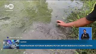 Download lagu MANFAAT KOTORAN BURUNG PUYUH UNTUK BUDIDAYA CACING SUTERA mp3
