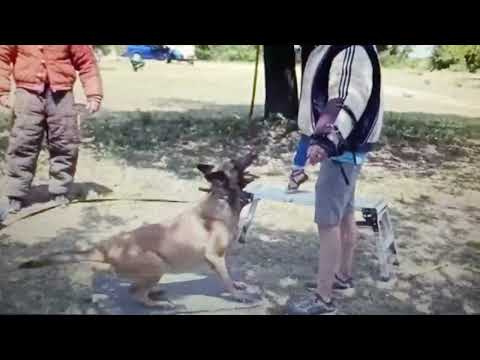 GERMAN SHEPHERD & MALINOIS KHATRON KE KHILADI 8 PAIN IN SPAIN DANGEROUS DOG BARK HOLD ATTACK 