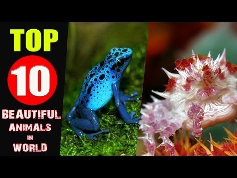 世界で最も美しい動物トップ10