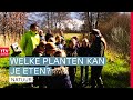 Onkruid of lekkernij? Eten uit de natuur | ROEG!  | RTV Drenthe