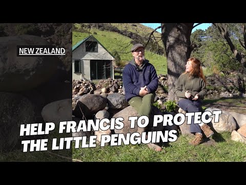 Little Penguin New Zealand