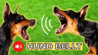 5 Hunderassen und ihr Bellen 🐶 hundegebell soundeffekt