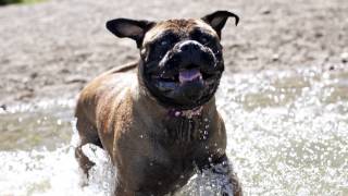 The Original No Stink Waterproof Dog Collar