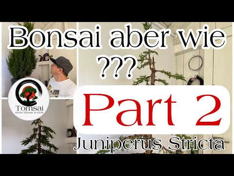 Wie mache ich ein Bonsai ? #2 JUNIPERUS CHINENSIS 'STRICTA' BLAUER KEGEL-MOOSWACHOLDER Bonsai 57/22
