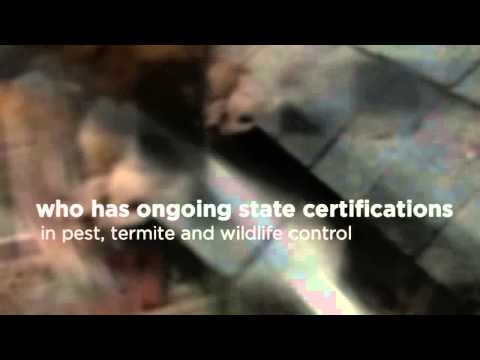 Sydney, AU General Pest Control - Pest Control Tips