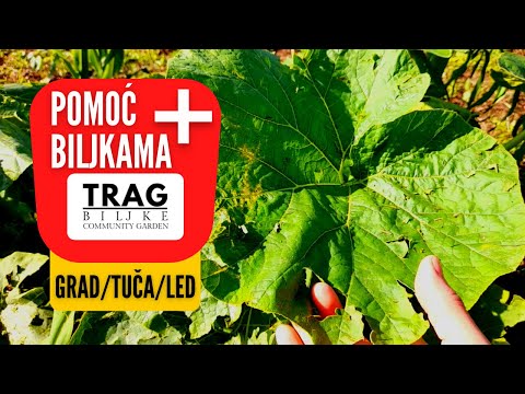 HELPING PLANTS AFTER HAIL/HAIL/ICE - FAST ACTIVATOR (2022) [TRACE OF THE PLANT]