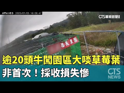 非首次！　逾20頭牛闖園區大啖草莓葉　採收損失慘