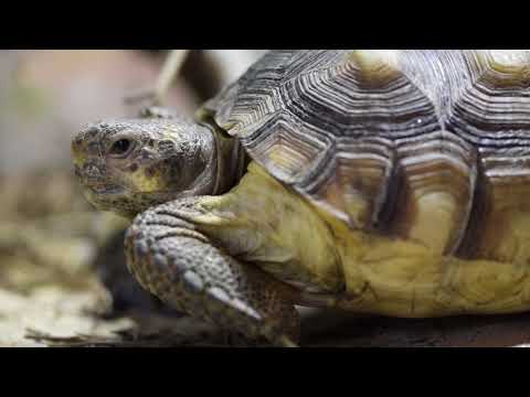 Aquarium Scientists Produce New Genetic Map of Gopher Tortoises