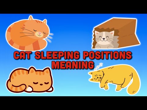 The Meaning Behind Cat Sleeping Positions