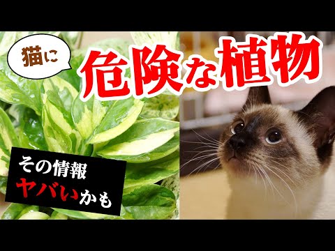 園芸 雌雄異株の猫の足、雌雄異株のアンテナ