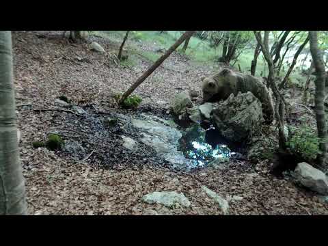 L'orso bruno del Trentino