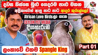 අප්‍රිකාවේ ඉඳන් ලංකාවට බැහැපු පාට පාට ආදර කුරුල්ලෝ | African Love Birds | Part 01