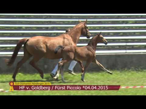 KN 33 HF v. Goldberg - Fürst Piccolo