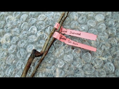 download lagu mp3 mp4 Mail Order Plants Georgia, download lagu Mail Order Plants Georgia gratis, unduh video klip Mail Order Plants Georgia