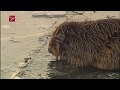 Wisselende reacties op bever als Floriademascotte