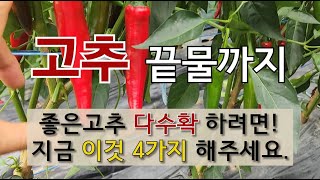 고추 끝물까지 좋은 고추 다수확 하려면 지금 이것 4가지 해주세요.  #끝물고추  다수확 방법 #주말 농장 …