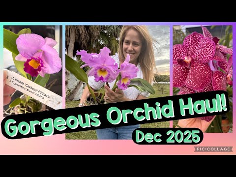 Wait till you see what I got!!! Orchid Haul! 