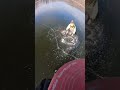 Ice cracks under fisherman #icefishing